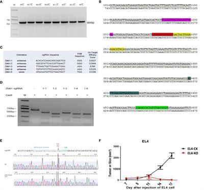 MicroRNA and circRNA Expression Analysis in a Zbtb1 Gene Knockout Monoclonal EL4 Cell Line